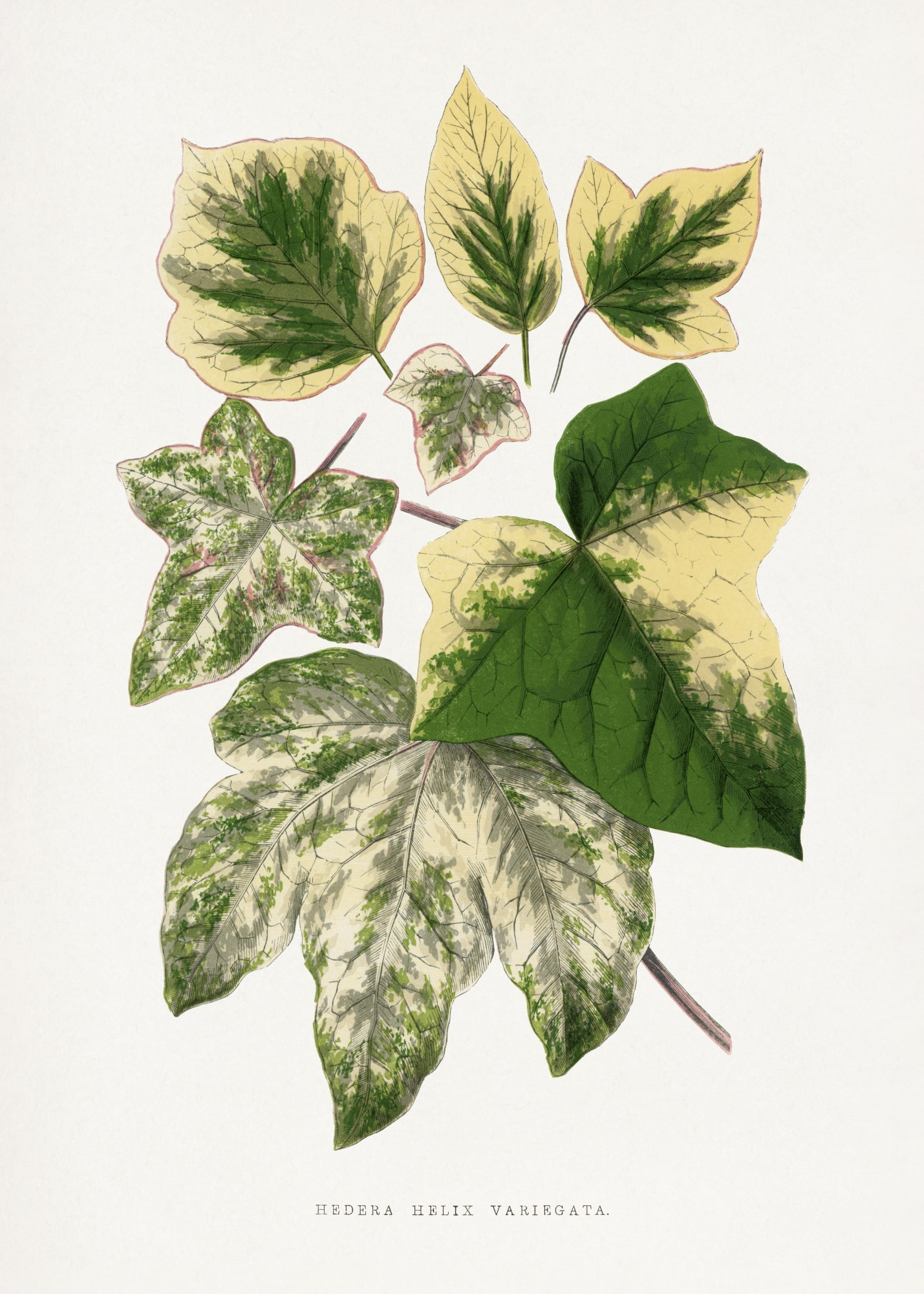 motive-image