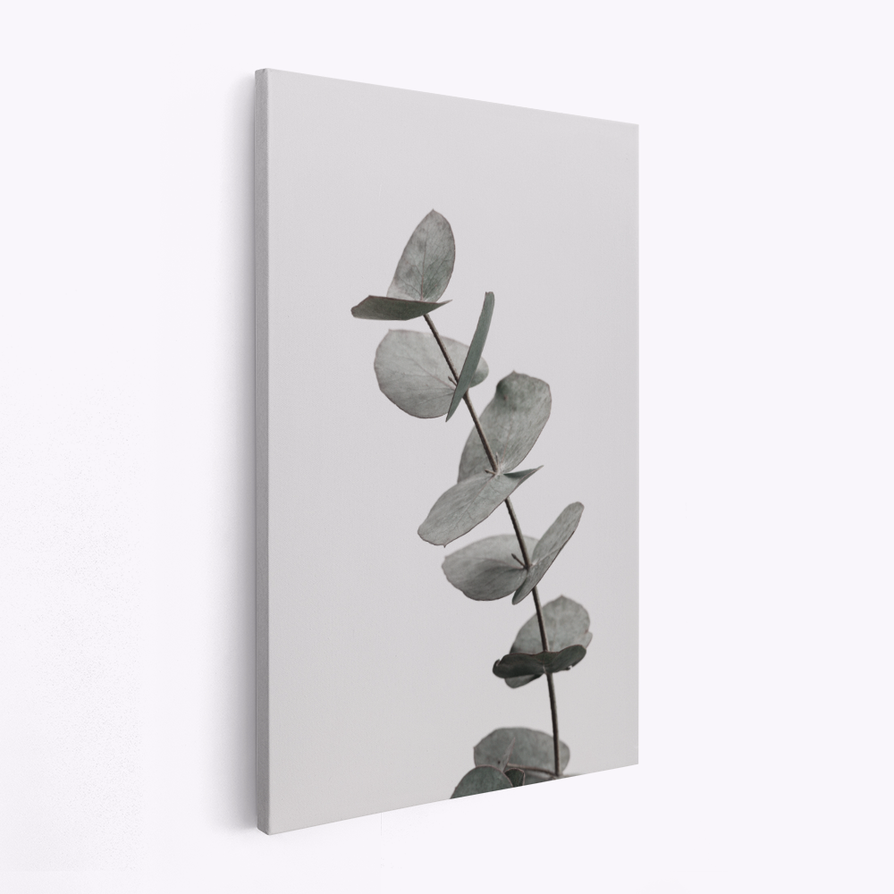 Lienzo - Eucalyptus Natural 06