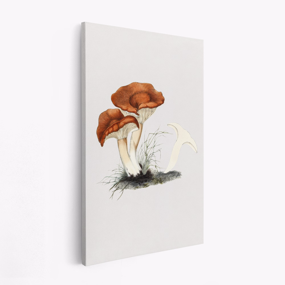Lienzo - Hand Drawn Rufous Milkcap Mushroom