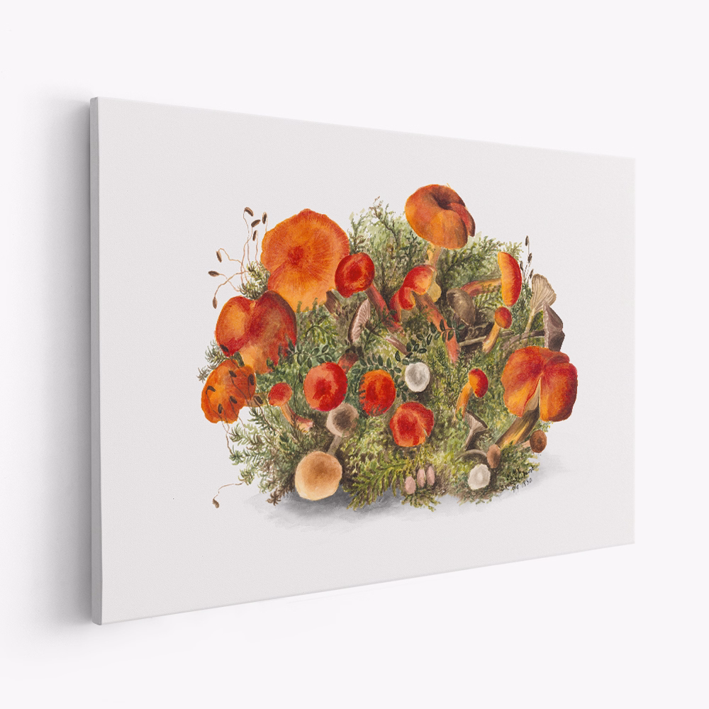 Lienzo - Study of Mushrooms (1880) Horizontal