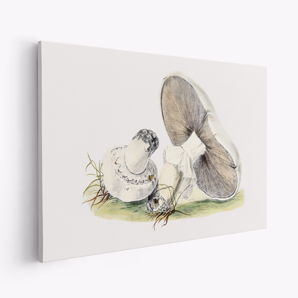 Lienzo - Hand Drawn Horse Mushroom
