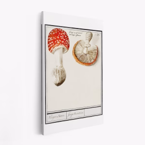 Lienzo - Fly Agaric, Amanita Muscaria