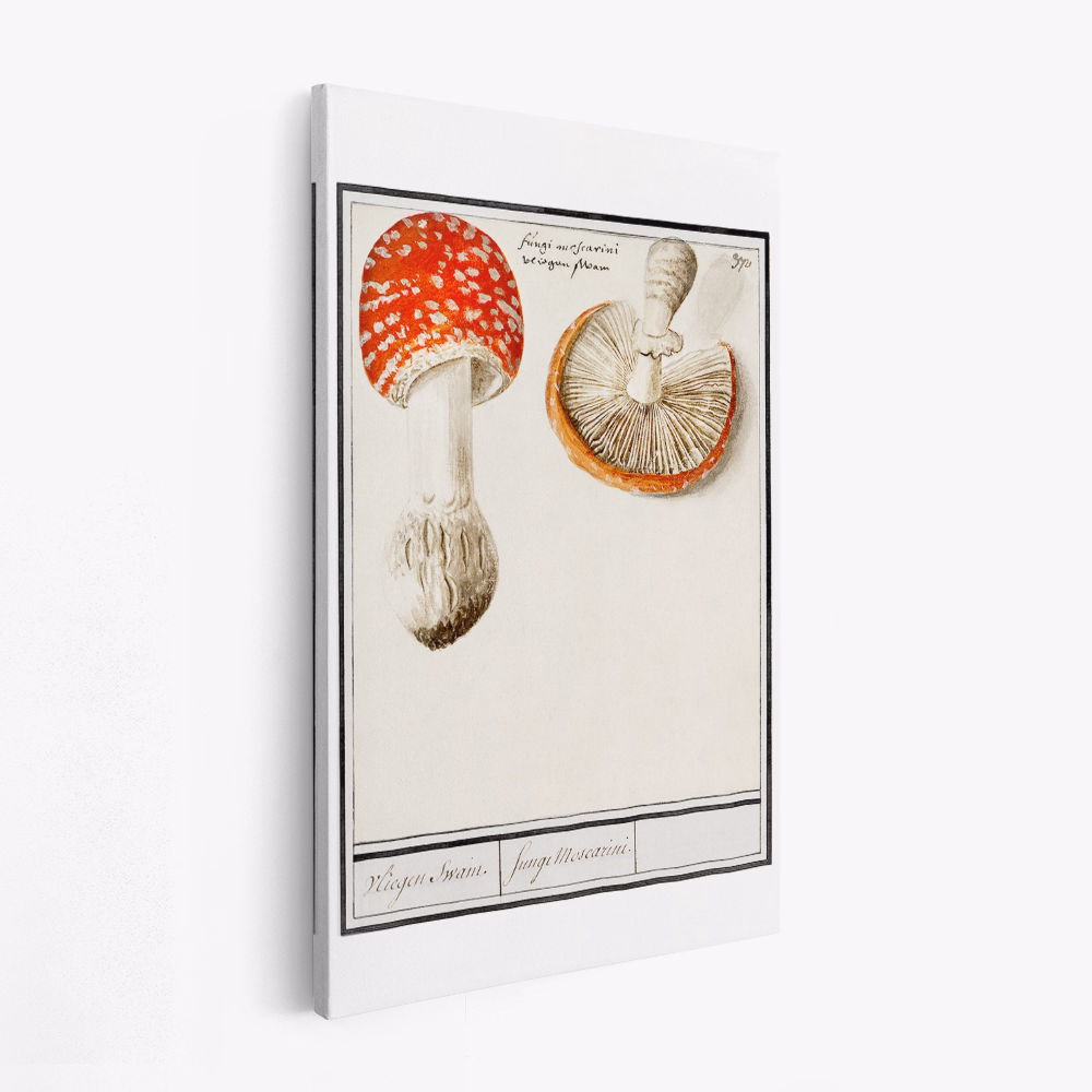 Lienzo - Fly Agaric, Amanita Muscaria