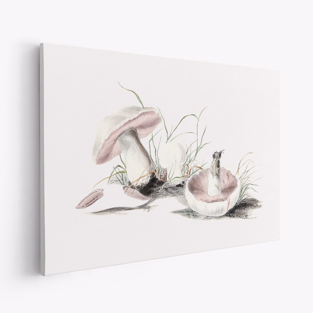 Lienzo - Hand Drawn Field Mushroom