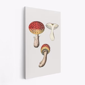 Lienzo - Hand Drawn Fly Agaric Mushroom