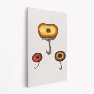 Lienzo - Hand Drawn Galerina Mushroom