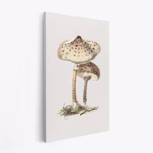Lienzo - Hand Drawn Parasol Mushroom