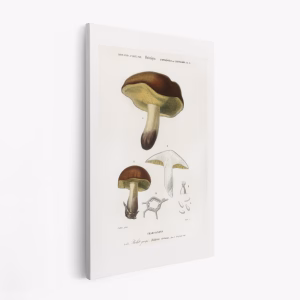 Lienzo - Mushroom (boletus Circinans)