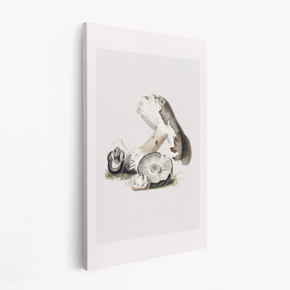 Lienzo - Vintage Agaricus Augustus Mushroom 50x70