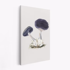 Lienzo - Vintage Violet Webcap Mushroom