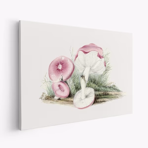 Lienzo - Vintage Russula Emetica Mushroom