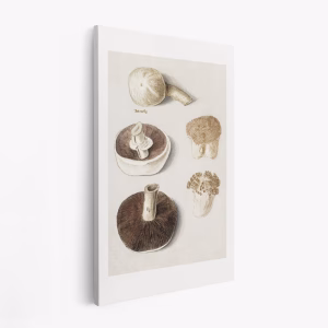 Lienzo - Common Meadow Mushroom, Agaricus Campestris Standing