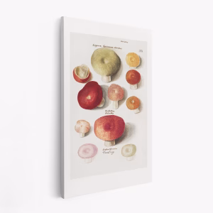 Lienzo - Boleten, Boletales Standing