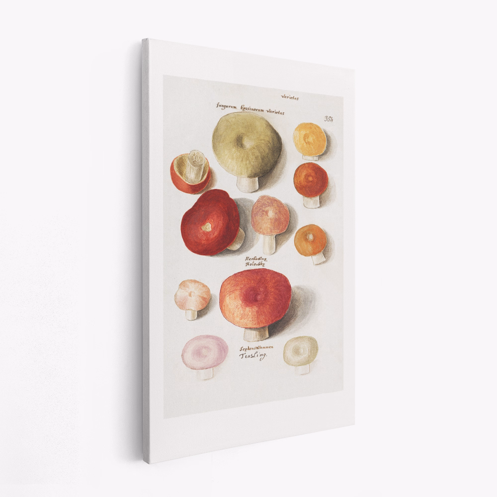 Lienzo - Boleten, Boletales Standing