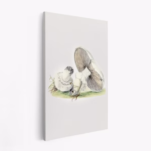 Lienzo - Hand Drawn Horse Mushroom Standing