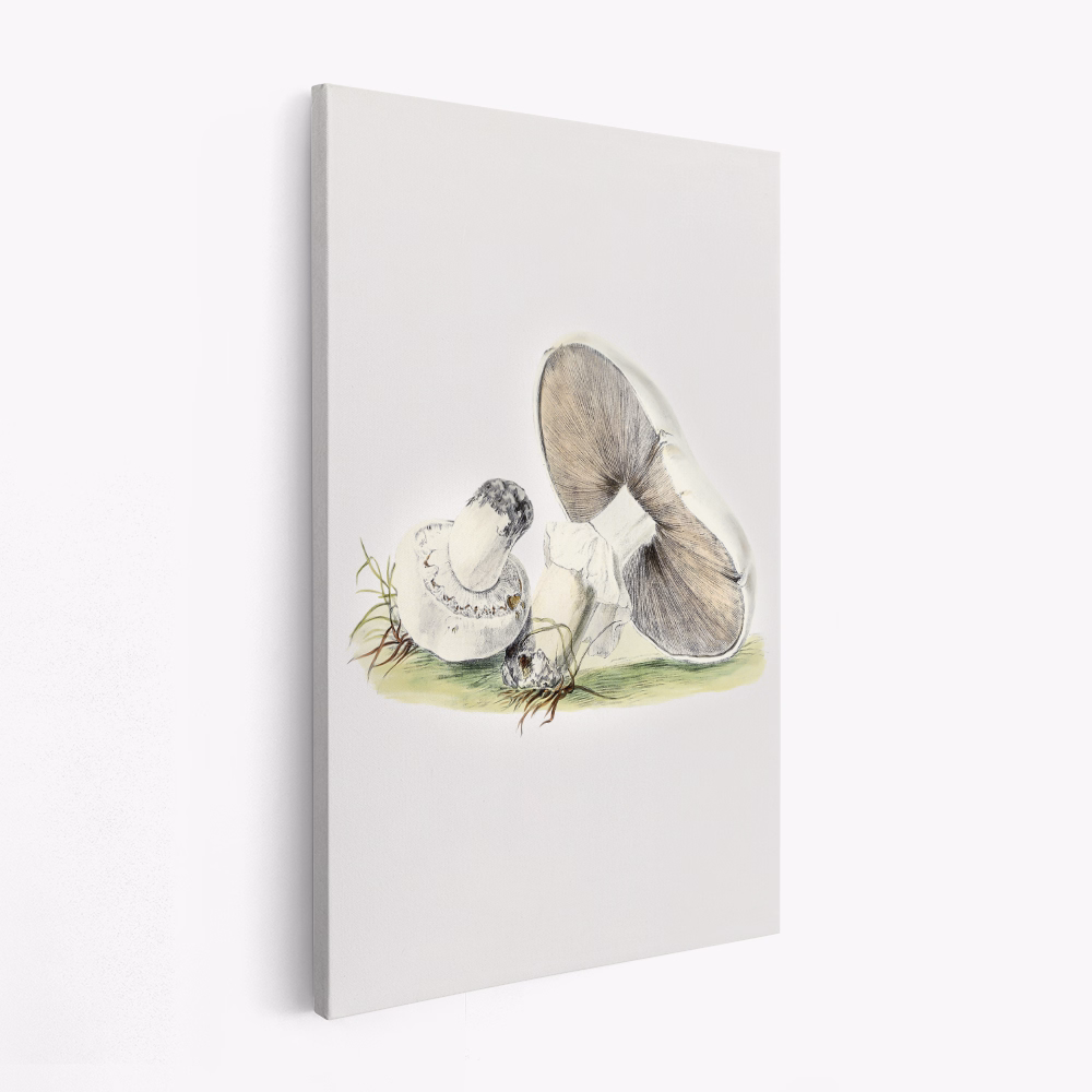 Lienzo - Hand Drawn Horse Mushroom Standing